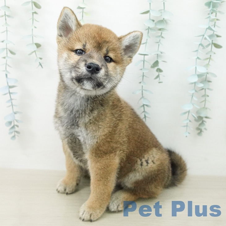 埼玉県の柴犬(標準サイズ) (ペッツワン 新座店/2026年5月1日生まれ/男の子/赤)の子犬の1枚目の画像