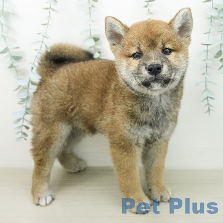 埼玉県の柴犬(標準サイズ) (ペッツワン 新座店/2026年5月1日生まれ/男の子/赤)の子犬の2枚目の画像
