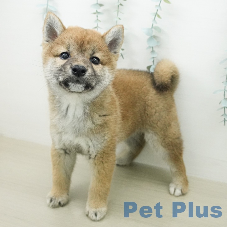 神奈川県の柴犬(標準サイズ) (ペットプラス 川崎ルフロン店/2026年5月1日生まれ/女の子/赤)の子犬の1枚目の画像