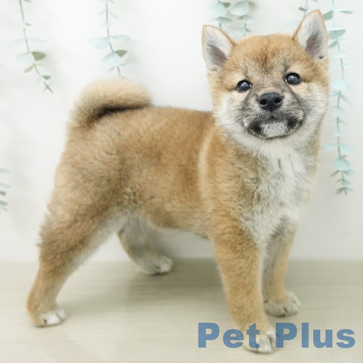神奈川県の柴犬(標準サイズ) (ペットプラス 川崎ルフロン店/2026年5月1日生まれ/女の子/赤)の子犬の2枚目の画像