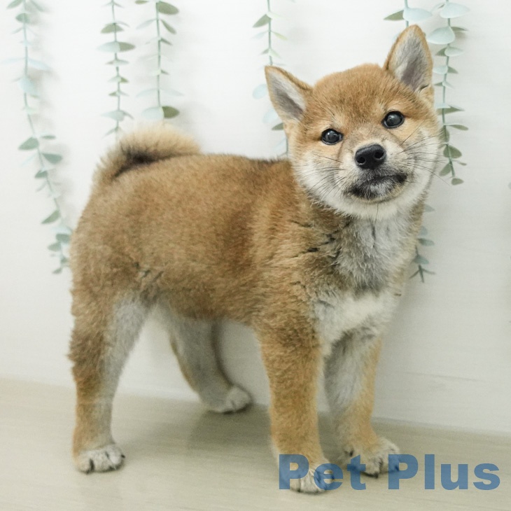 千葉県の柴犬(標準サイズ) (ペットプラス 幕張新都心店/2026年5月1日生まれ/女の子/赤)の子犬の1枚目の画像