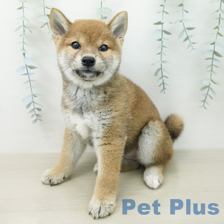 千葉県の柴犬(標準サイズ) (ペットプラス 幕張新都心店/2026年5月1日生まれ/女の子/赤)の子犬の2枚目の画像