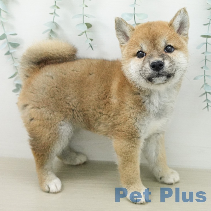 神奈川県の柴犬(標準サイズ) (ペットプラス 海老名店/2026年5月1日生まれ/女の子/赤)の子犬の2枚目の画像