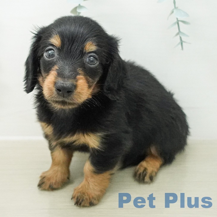 神奈川県のミニチュアダックスフンド(ロング) (ペットプラス モザイクモール港北店/2026年5月2日生まれ/女の子/ブラックタン)の子犬の1枚目の画像