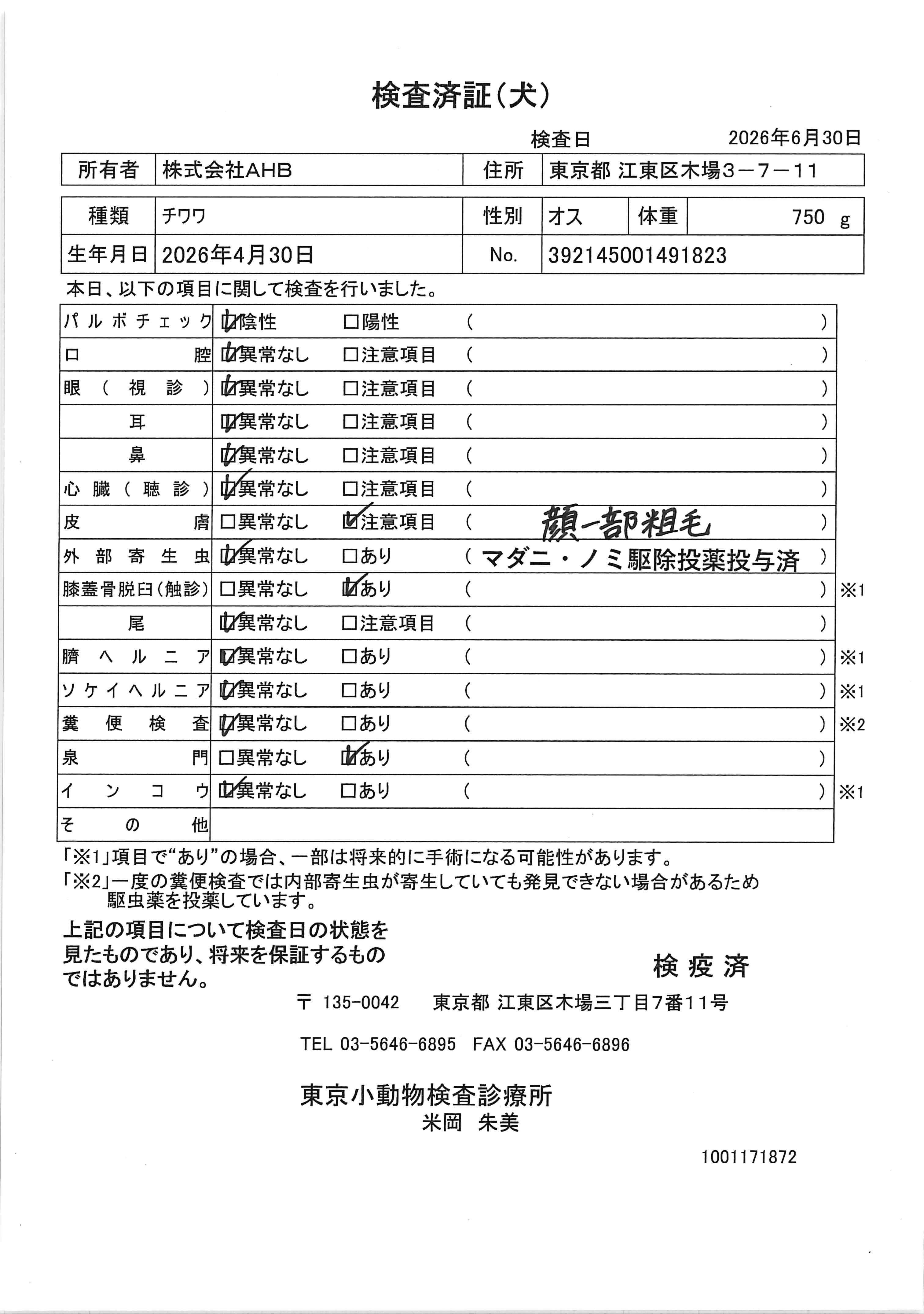 チワワ