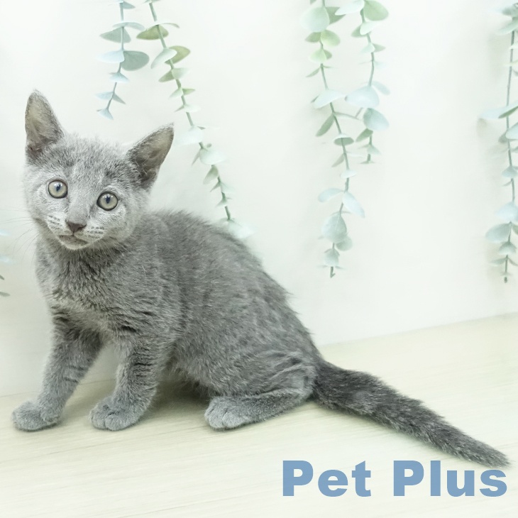 神奈川県のロシアンブルー (ペッツワン 小田原店/2026年5月3日生まれ/女の子/ブルー)の子猫の2枚目の画像