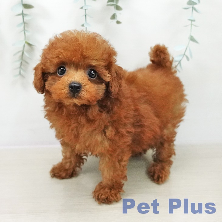 長野県のトイプードル(トイ) (ペットプラス 須坂店/2026年5月3日生まれ/女の子/レッド)の子犬の1枚目の画像