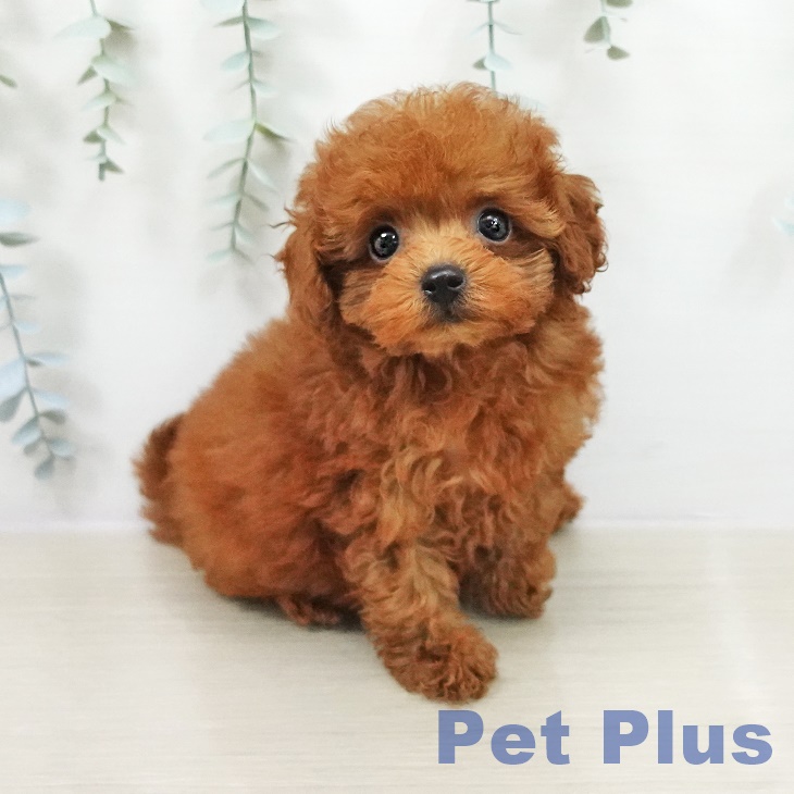 長野県のトイプードル(トイ) (ペットプラス 須坂店/2026年5月3日生まれ/女の子/レッド)の子犬の2枚目の画像