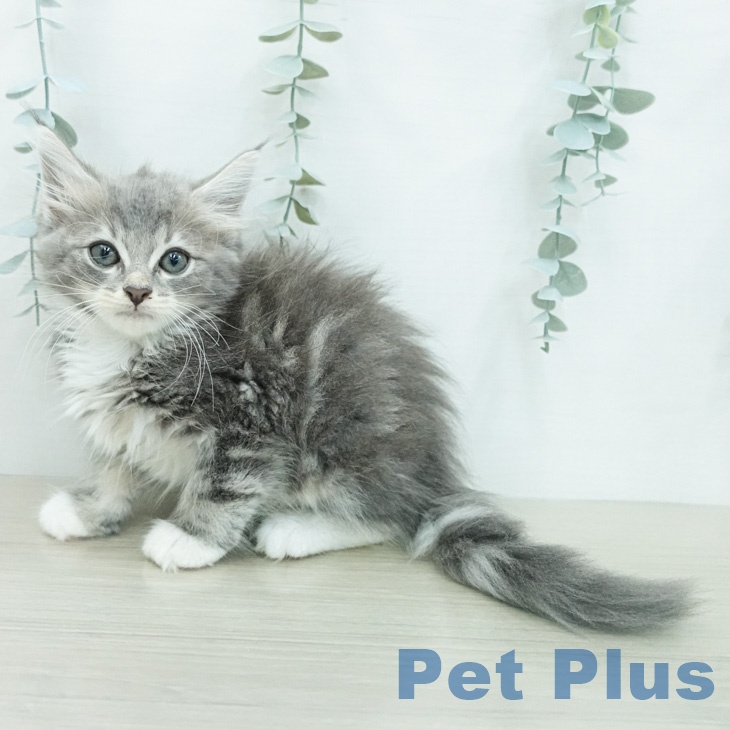 ノルウェージャンフォレストキャット