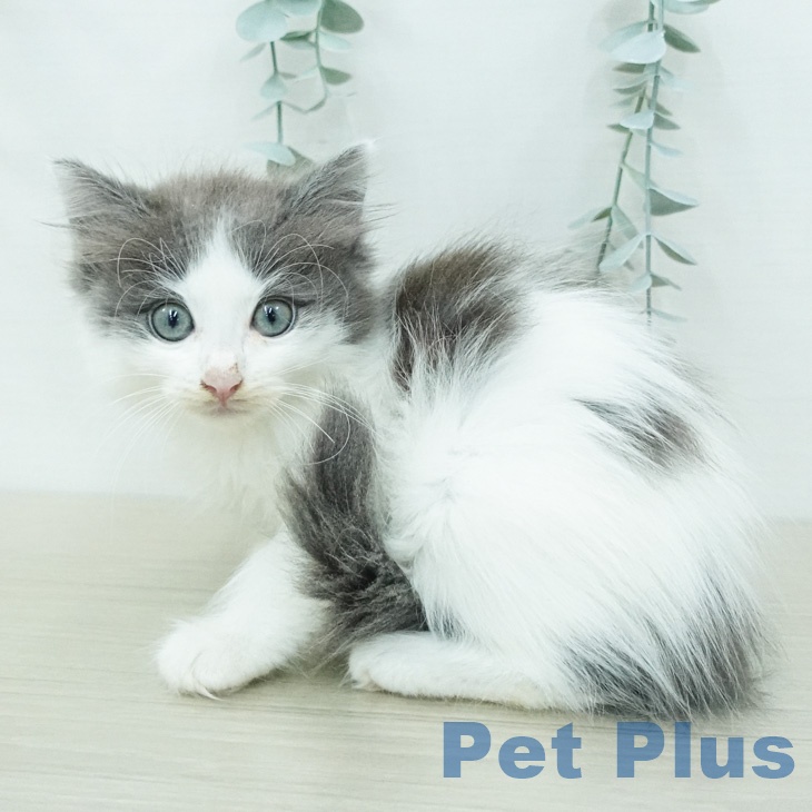 ノルウェージャンフォレストキャットの写真2