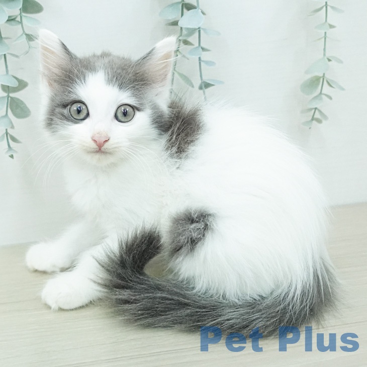 ノルウェージャンフォレストキャット