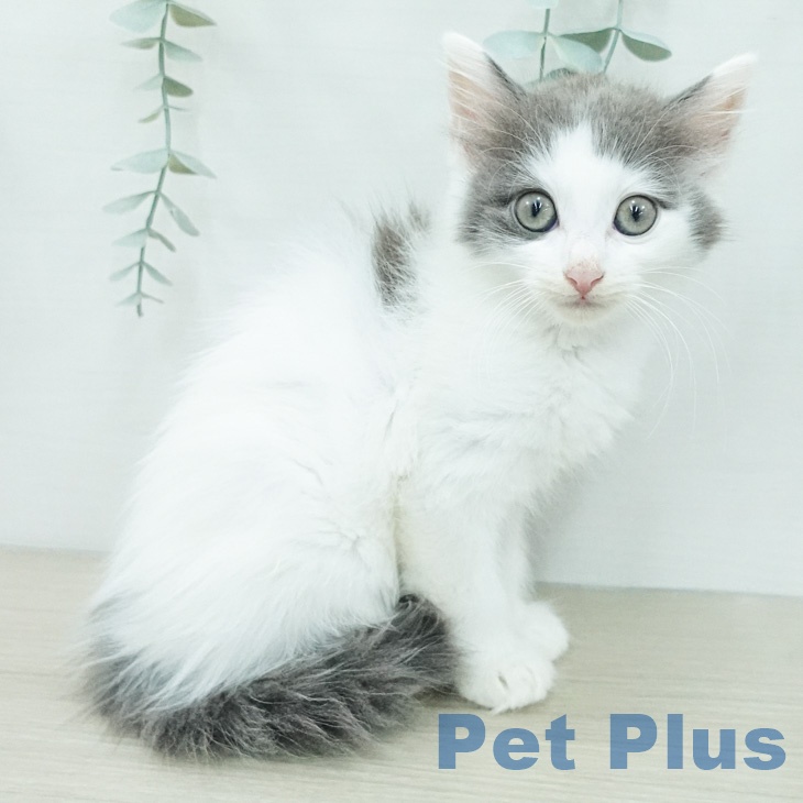 ノルウェージャンフォレストキャット