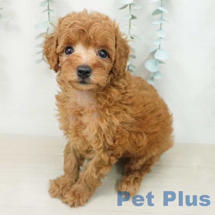 茨城県のトイプードル(トイ) (ペッツワン 阿見店/2026年5月9日生まれ/男の子/レッド)の子犬の1枚目の画像