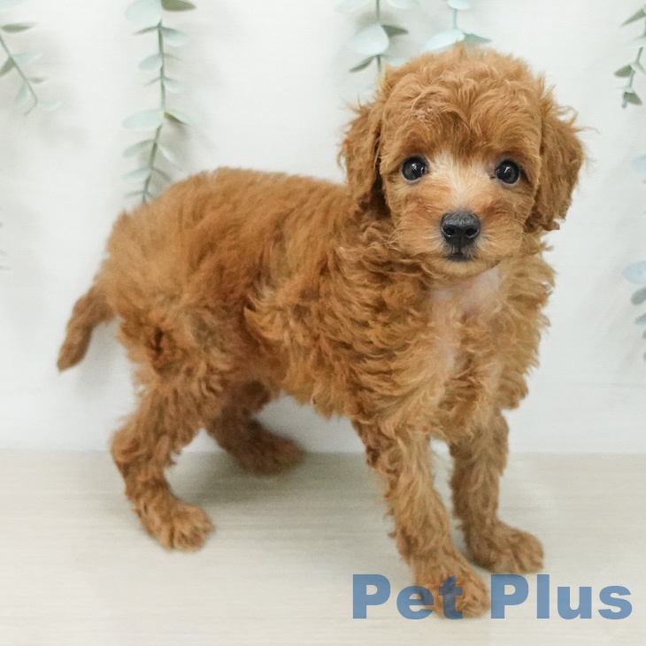 茨城県のトイプードル(トイ) (ペッツワン 阿見店/2026年5月9日生まれ/男の子/レッド)の子犬の2枚目の画像