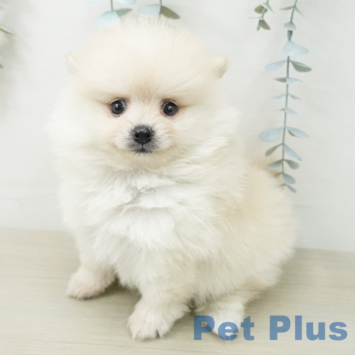 埼玉県のポメラニアン (ペットプラス 川口店/2026年5月9日生まれ/女の子/クリーム)の子犬の1枚目の画像