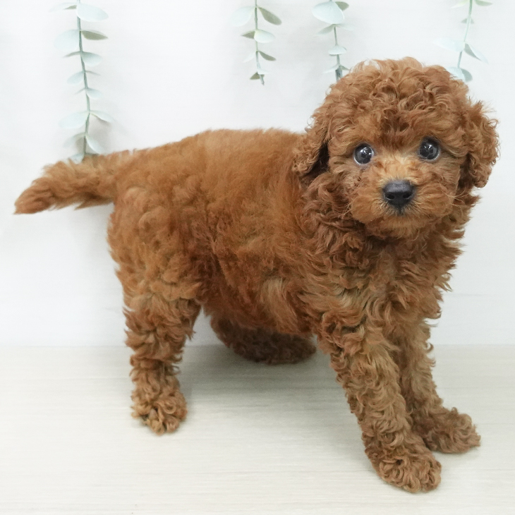 東京都のトイプードル(トイ) (ペットプラス むさし村山店/2026年5月8日生まれ/女の子/レッド)の子犬の1枚目の画像