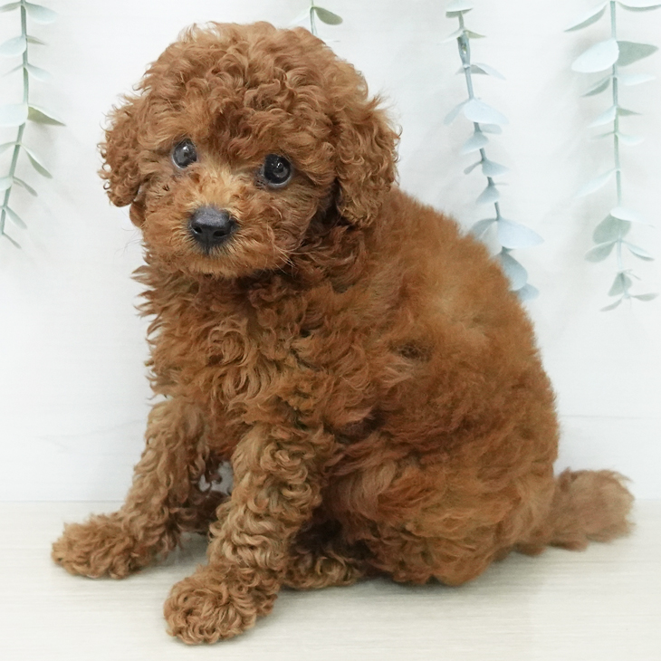 東京都のトイプードル(トイ) (ペットプラス むさし村山店/2026年5月8日生まれ/女の子/レッド)の子犬の2枚目の画像