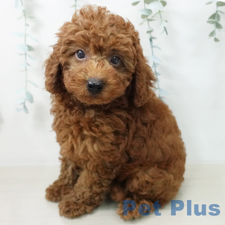 山梨県のトイプードル(トイ) (ペットプラス 甲府国母店/2026年5月9日生まれ/男の子/レッド)の子犬の1枚目の画像