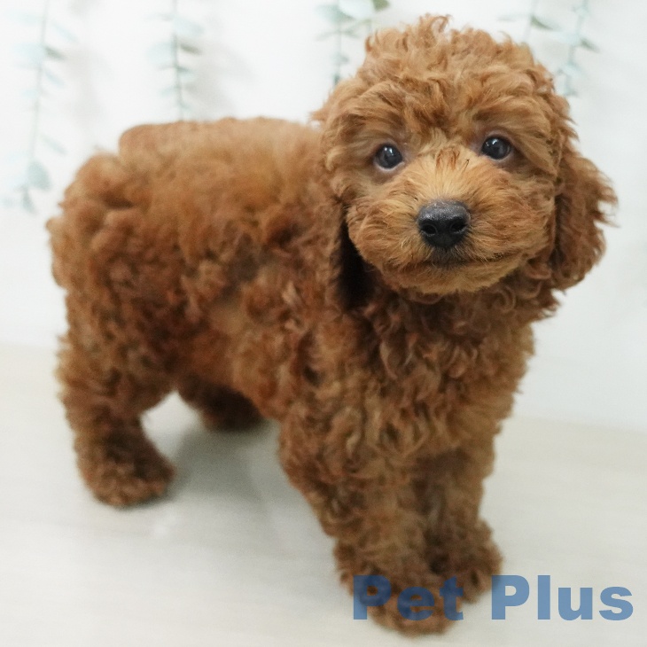 山梨県のトイプードル(トイ) (ペットプラス 甲府国母店/2026年5月9日生まれ/男の子/レッド)の子犬の2枚目の画像