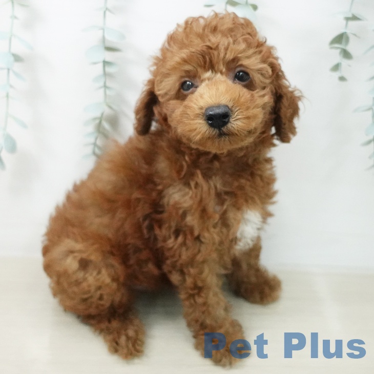 千葉県のトイプードル(トイ) (ペットプラス 木更津店/2026年5月9日生まれ/男の子/レッド)の子犬の1枚目の画像