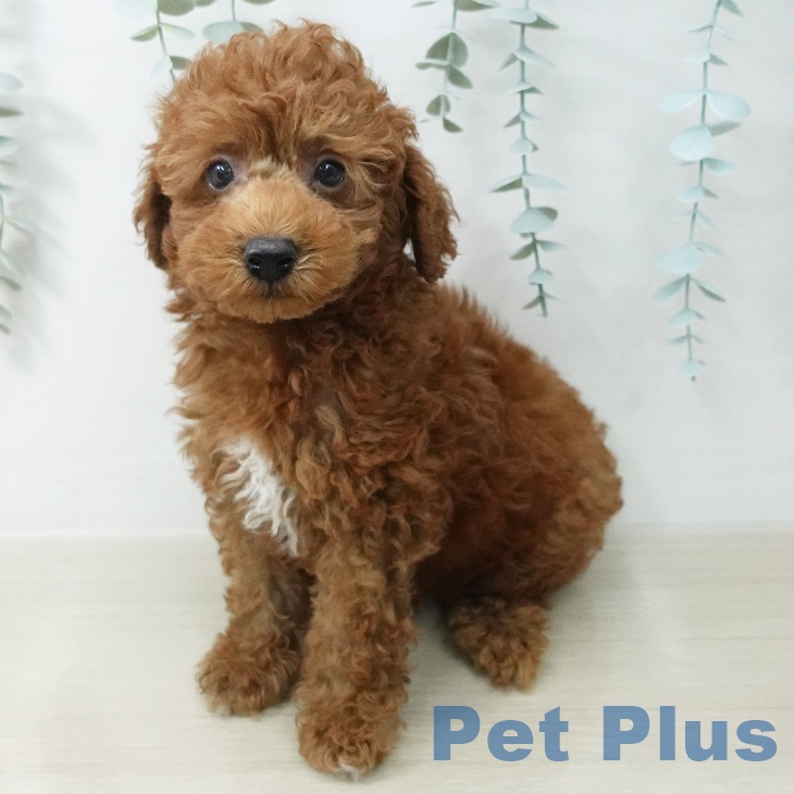千葉県のトイプードル(トイ) (ペットプラス 木更津店/2026年5月9日生まれ/男の子/レッド)の子犬の2枚目の画像