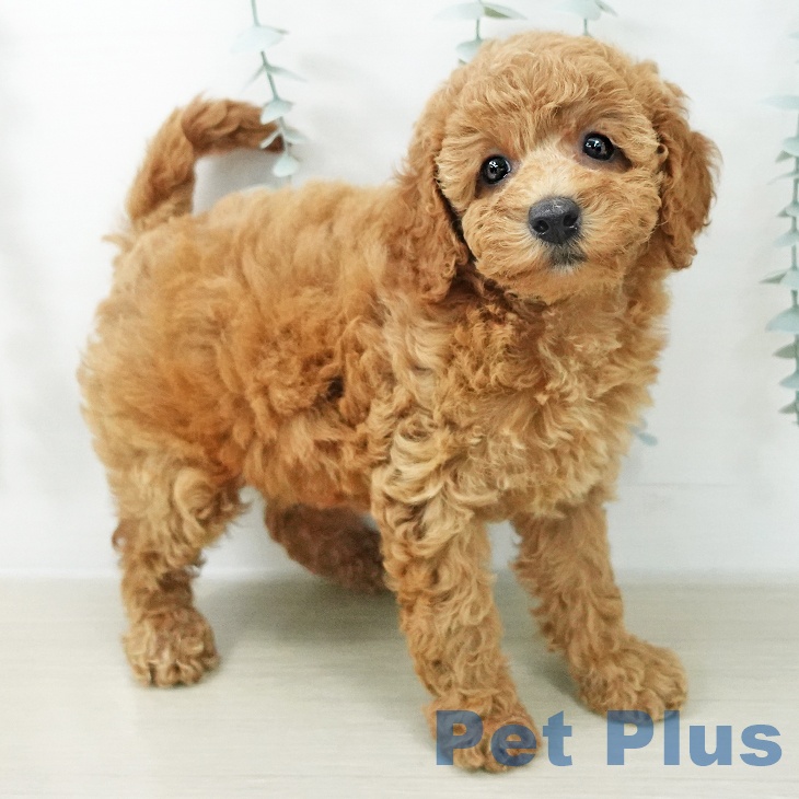 神奈川県のトイプードル(トイ) (ペットプラス 座間店/2026年5月13日生まれ/女の子/レッド)の子犬の2枚目の画像
