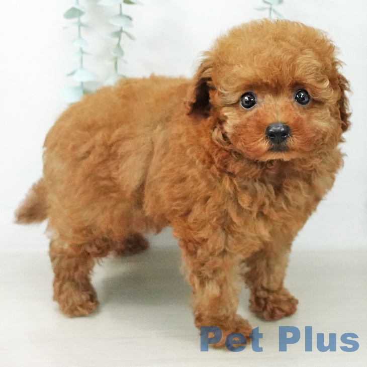 宮城県のトイプードル(トイ) (ペットプラス 仙台上杉店/2026年5月4日生まれ/男の子/レッド)の子犬