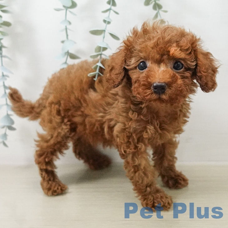 神奈川県のトイプードル(トイ) (ペッツワン 小田原店/2026年5月16日生まれ/男の子/レッド)の子犬の2枚目の画像