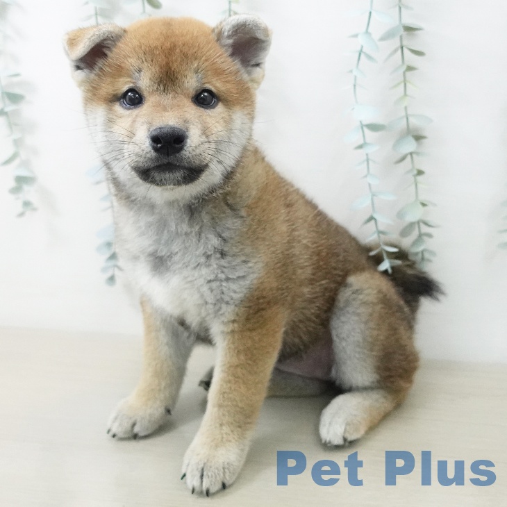 新潟県の柴犬(標準サイズ) (ペットプラス 新潟亀田インター店/2026年5月18日生まれ/女の子/赤)の子犬の1枚目の画像