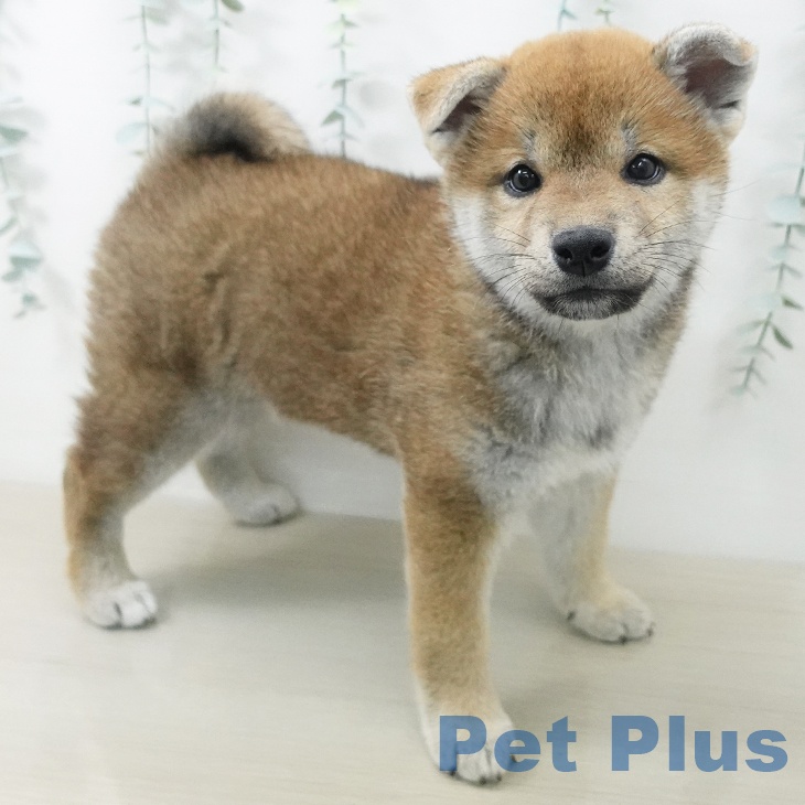新潟県の柴犬(標準サイズ) (ペットプラス 新潟亀田インター店/2026年5月18日生まれ/女の子/赤)の子犬の2枚目の画像