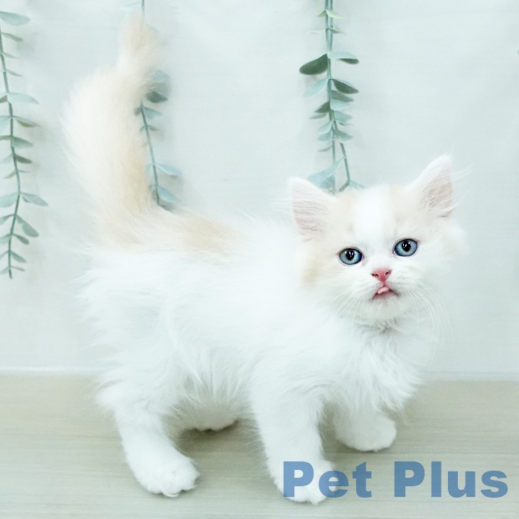 スコティッシュフォールド