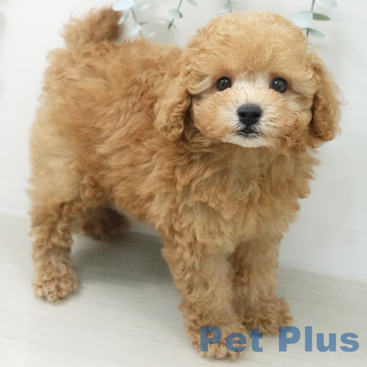 青森県のトイプードル(トイ) (ペットプラス 青森浜田店/2026年5月22日生まれ/男の子/アプリコット)の子犬の1枚目の画像