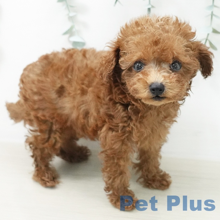 埼玉県のトイプードル(トイ) (ペットプラス 与野店/2026年5月18日生まれ/男の子/レッド)の子犬の1枚目の画像