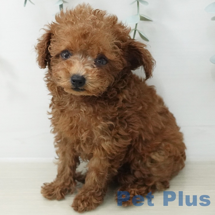 埼玉県のトイプードル(トイ) (ペットプラス 与野店/2026年5月18日生まれ/男の子/レッド)の子犬の2枚目の画像