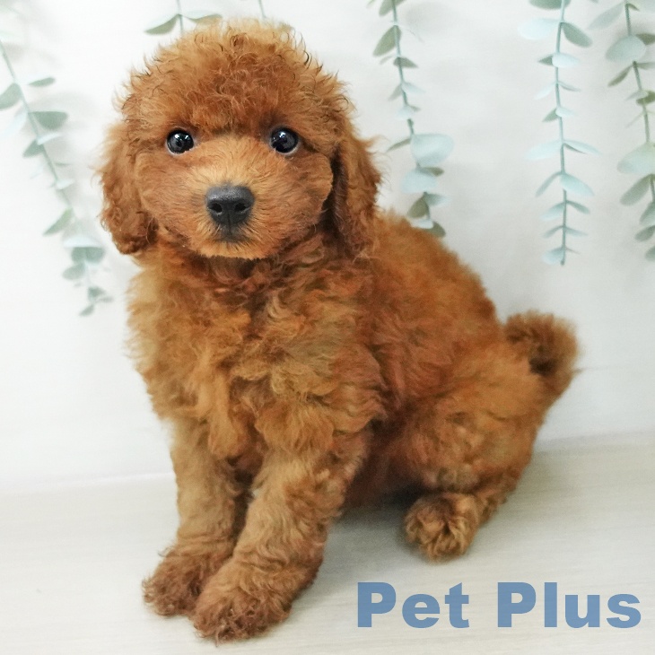 東京都のトイプードル(トイ) (ペットプラス 東久留米店/2026年5月24日生まれ/男の子/レッド)の子犬の1枚目の画像