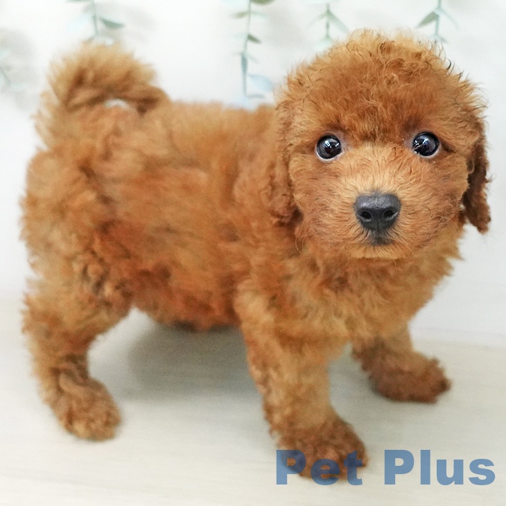 東京都のトイプードル(トイ) (ペットプラス 東久留米店/2026年5月24日生まれ/男の子/レッド)の子犬の2枚目の画像