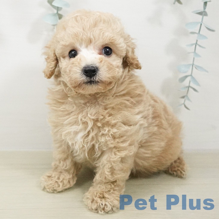 トイ・プードル