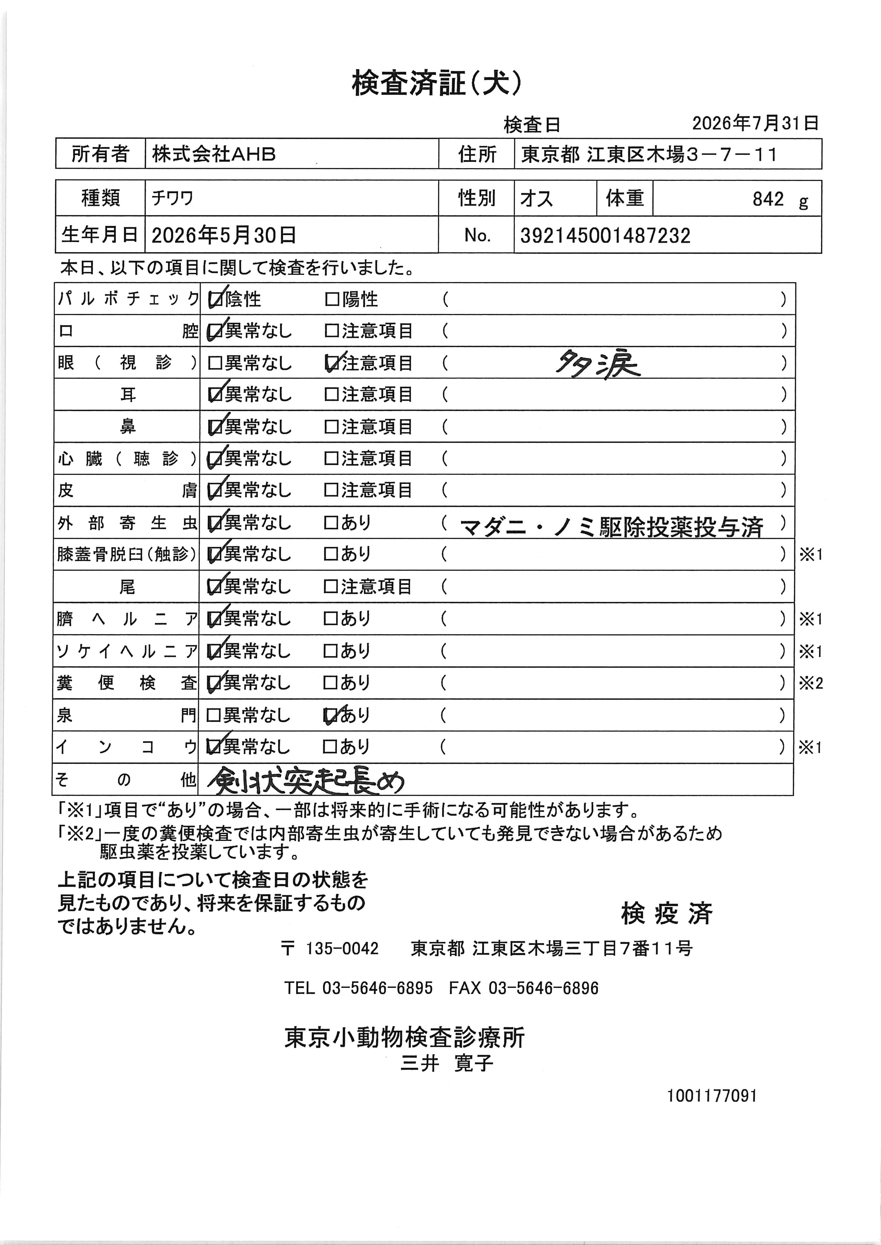 チワワ