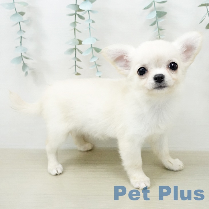 チワワ