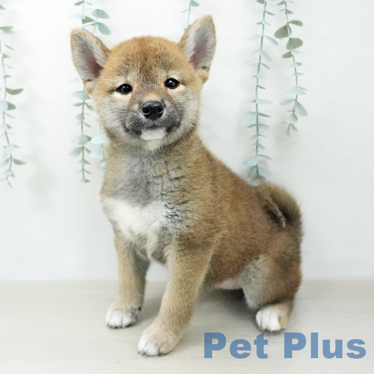 長野県の柴犬(標準サイズ) (ペットプラス 松本店/2026年6月2日生まれ/女の子/赤)の子犬の1枚目の画像