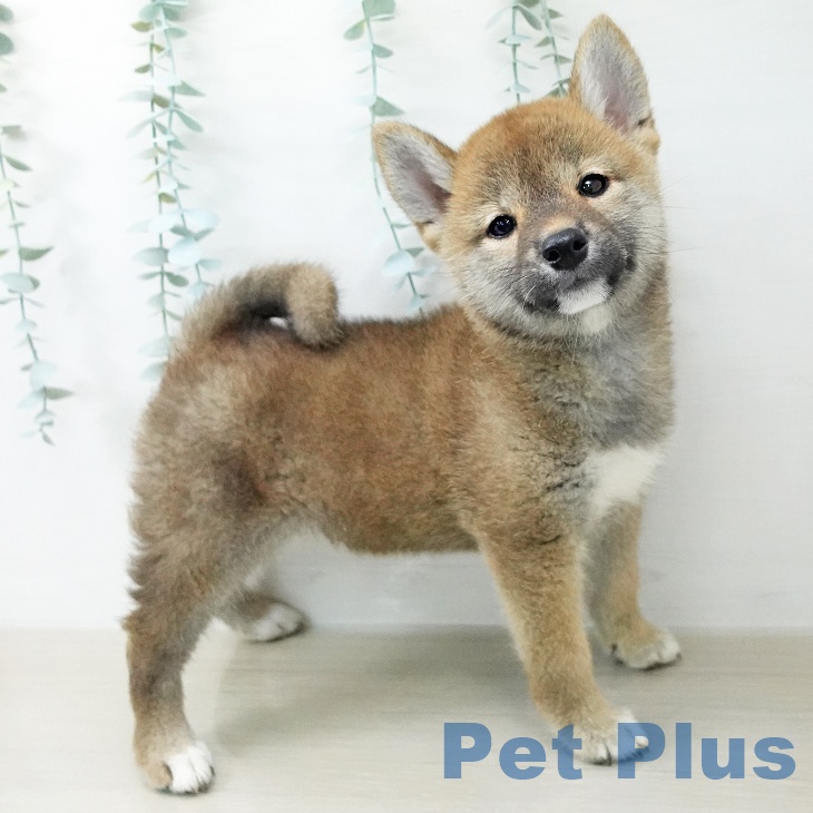 長野県の柴犬(標準サイズ) (ペットプラス 松本店/2026年6月2日生まれ/女の子/赤)の子犬の2枚目の画像