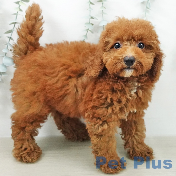 千葉県のトイプードル(トイ) (ペットプラス ユーカリが丘店/2026年5月23日生まれ/男の子/レッド)の子犬の2枚目の画像