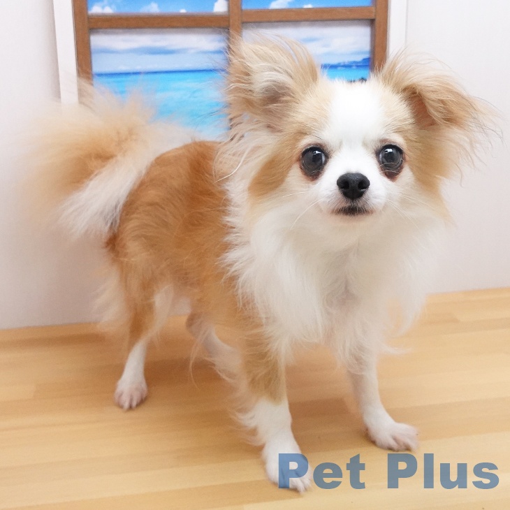 チワワの詳細情報 | PetPlus パートナードッグ&キャット