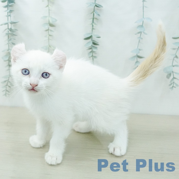 宮城県のアメリカンカール (ペットプラス 名取店/2026年6月7日生まれ/男の子/レッドポイント)の子猫の2枚目の画像