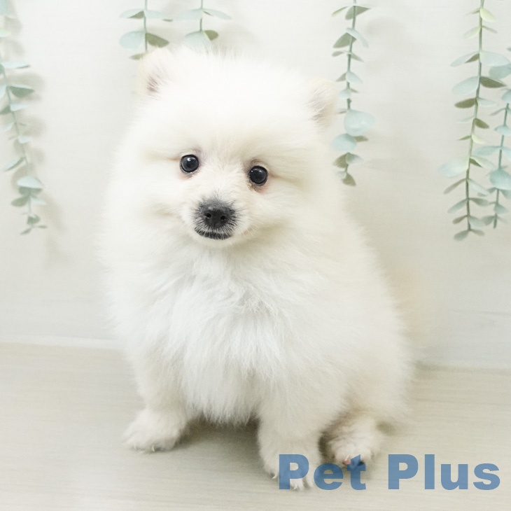 神奈川県のポメラニアン (ペットプラス 海老名店/2026年6月10日生まれ/男の子/クリーム)の子犬の2枚目の画像