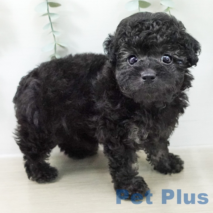 千葉県のトイプードル(トイ) (ペットプラス 成田店/2026年6月10日生まれ/男の子/シルバー)の子犬の1枚目の画像