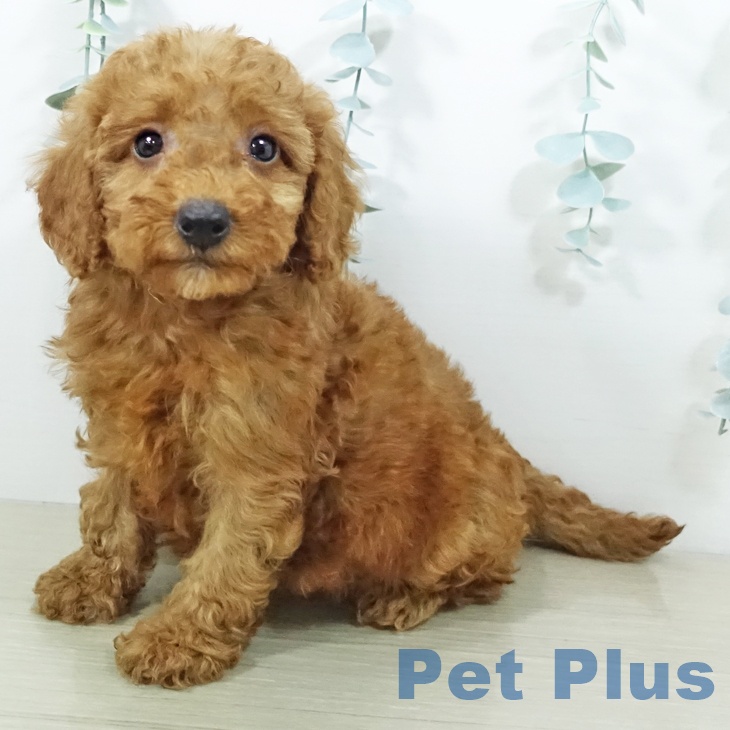 埼玉県のトイプードル(トイ) (ペットプラス 与野店/2026年6月10日生まれ/女の子/レッド)の子犬の1枚目の画像