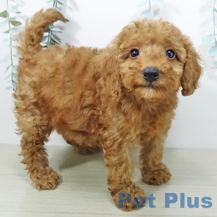 埼玉県のトイプードル(トイ) (ペットプラス 与野店/2026年6月10日生まれ/女の子/レッド)の子犬の2枚目の画像