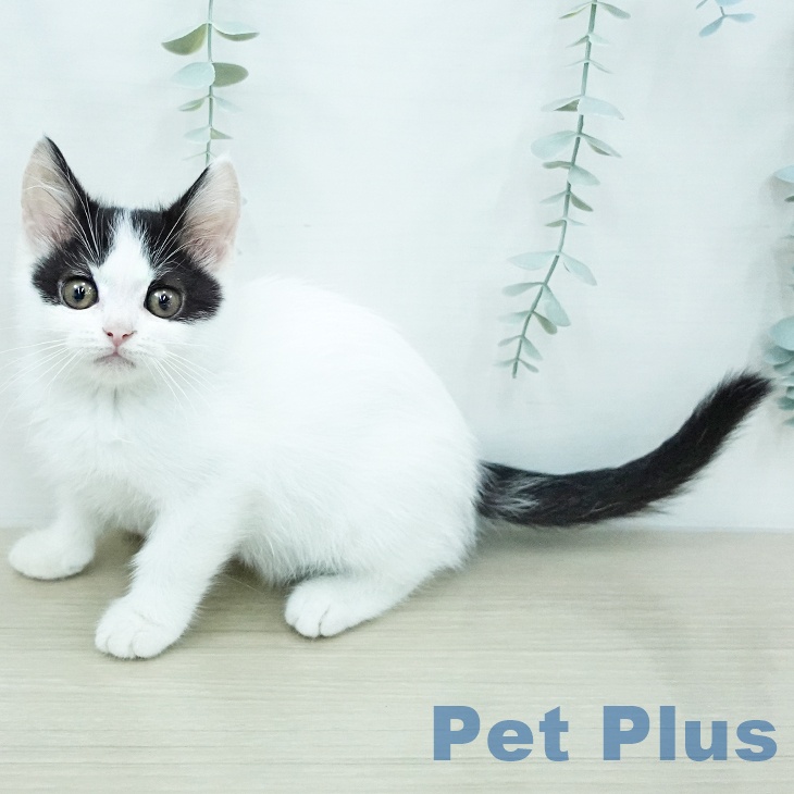 埼玉県のマンチカン (ペットプラス 上尾店/2026年5月30日生まれ/女の子/ブラックホワイトバン)の子猫の2枚目の画像