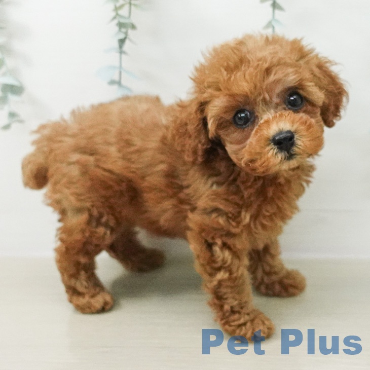 茨城県のトイプードル(トイ) (ペットプラス つくば店/2026年6月2日生まれ/女の子/レッド)の子犬の2枚目の画像